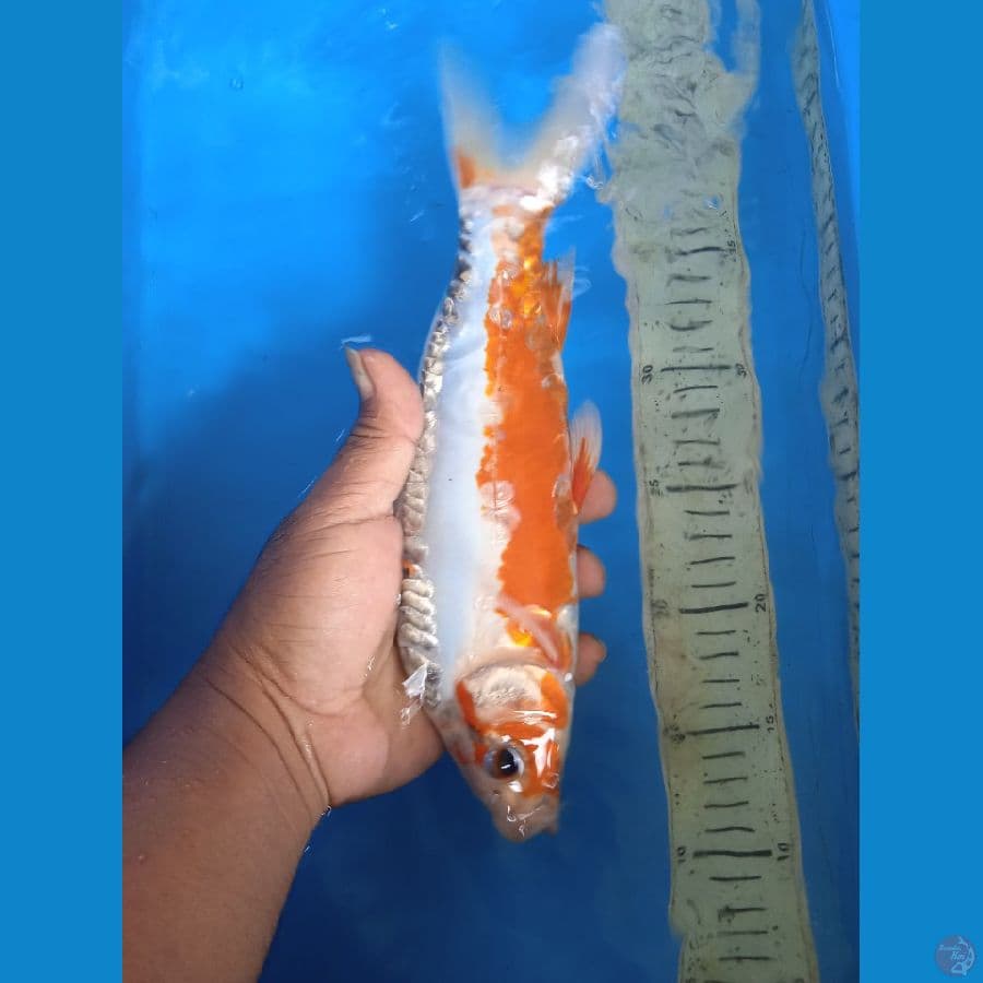 shusui 28 cm