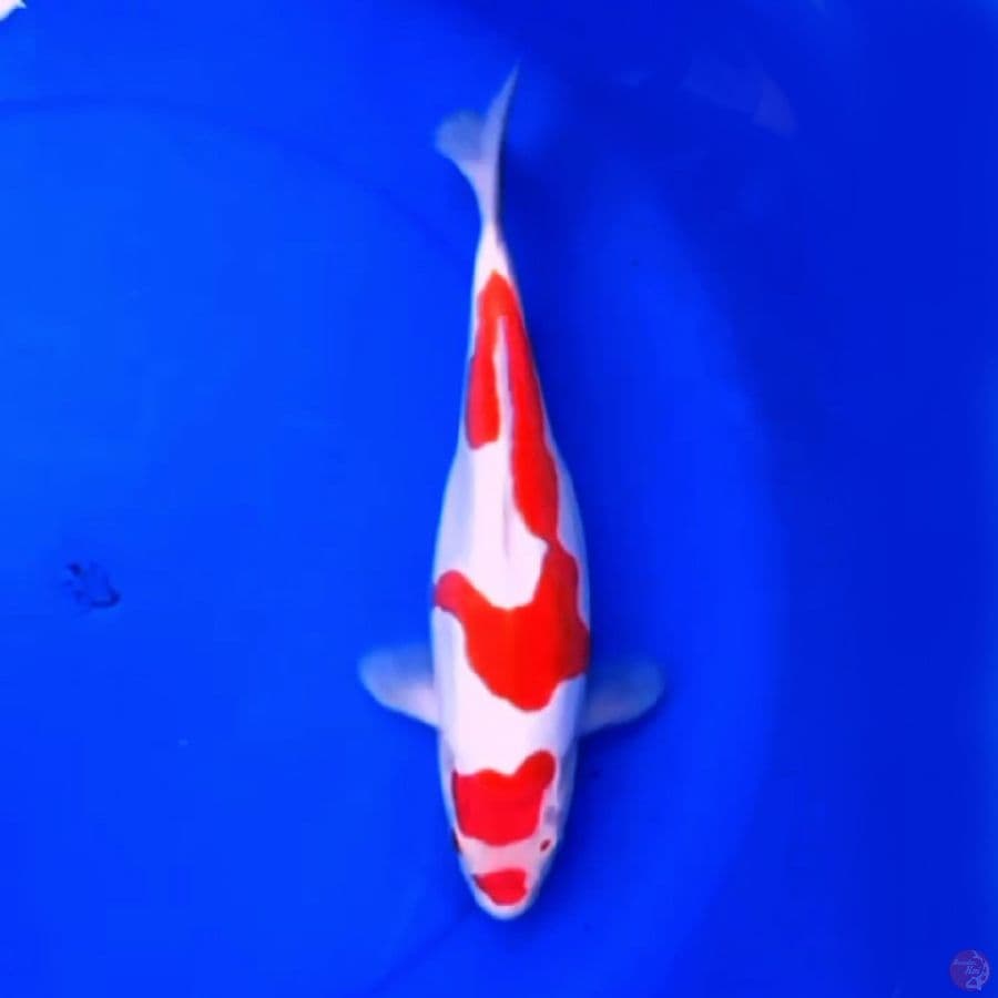 33cm DOITSU KOHAKU ABSTRAK