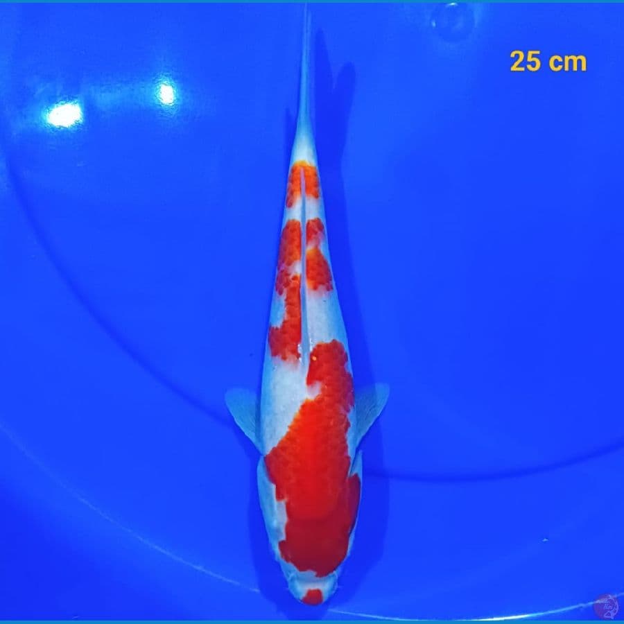 kohaku terbaik 25 cm