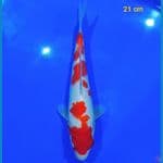 Kohaku 21 cm