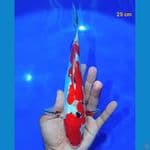 Sanke Doitsu 25 cm