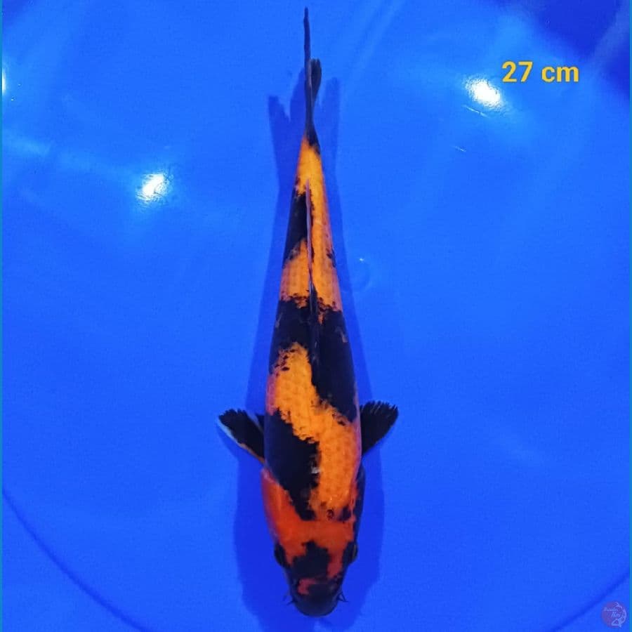 HI UTSURI 27 CM