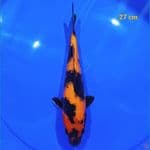 HI UTSURI 27 CM