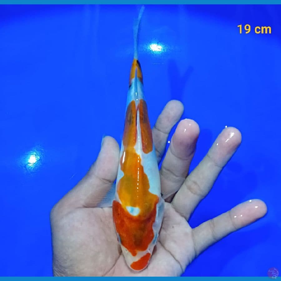 Bahan Keep Showa Doit 19 CM