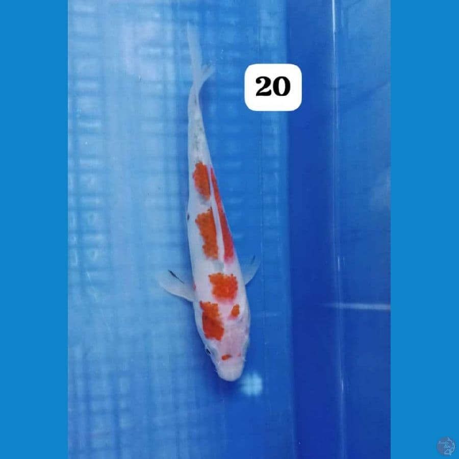 showa20