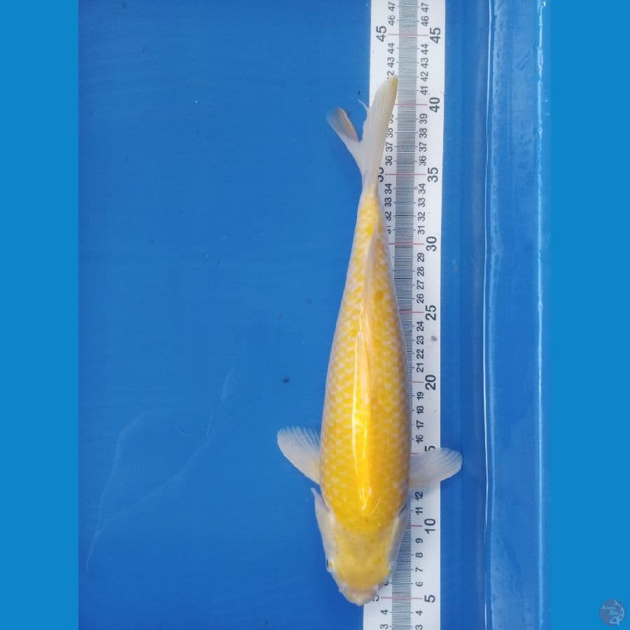 Ogon 35