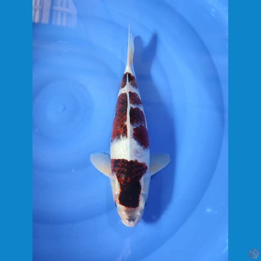 koromo 37cm