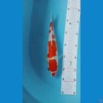 kohaku hq 25 cm