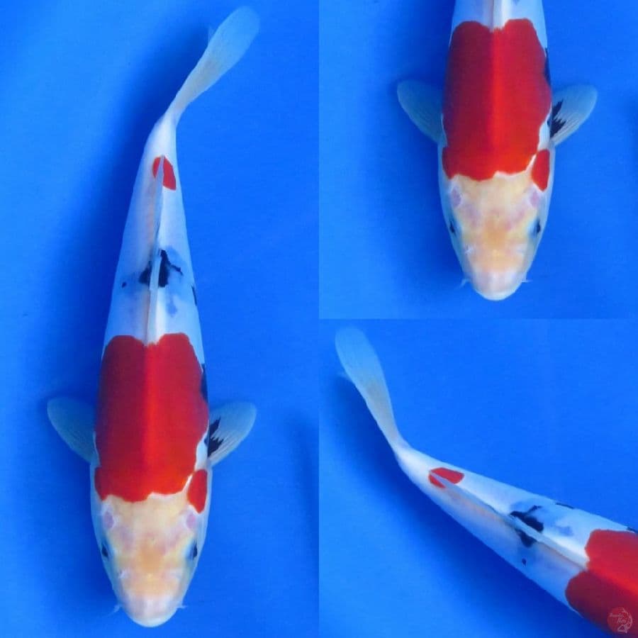 30cm , Showa Doitsu Murni