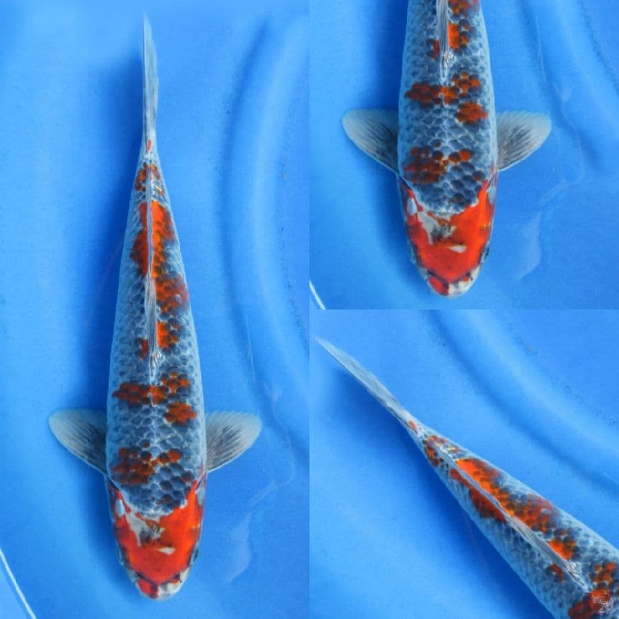  40cm , Kuro Goshiki 
