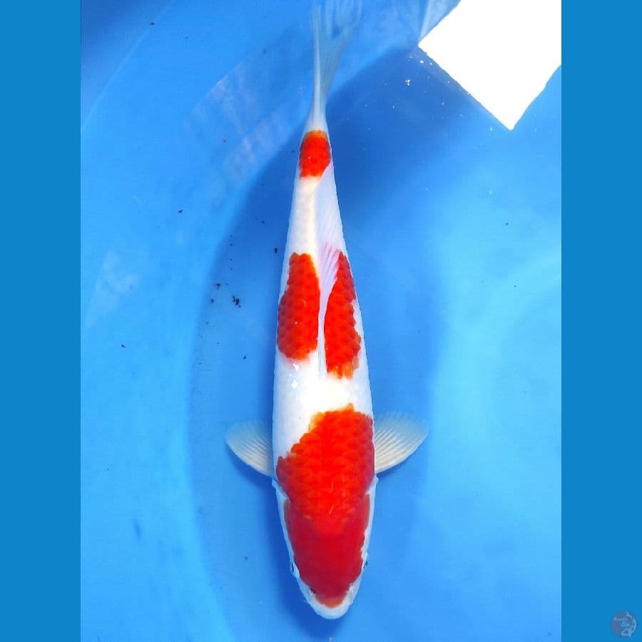 Kohaku 40cm / Male