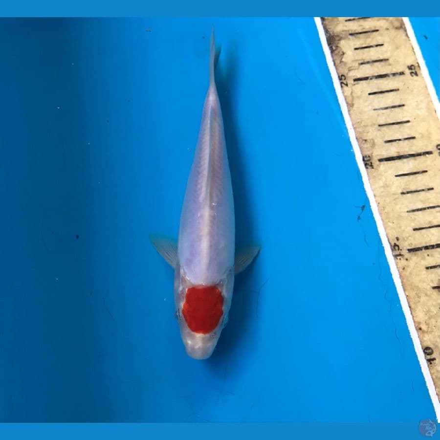 tancho 17cm