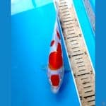 kikhusui 20 cm 