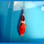 sanke doit 18 cm 