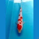 kohaku 16 cm