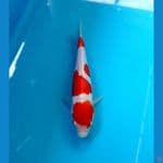 kohaku doit 13 cm 