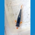 asagi 12cm 