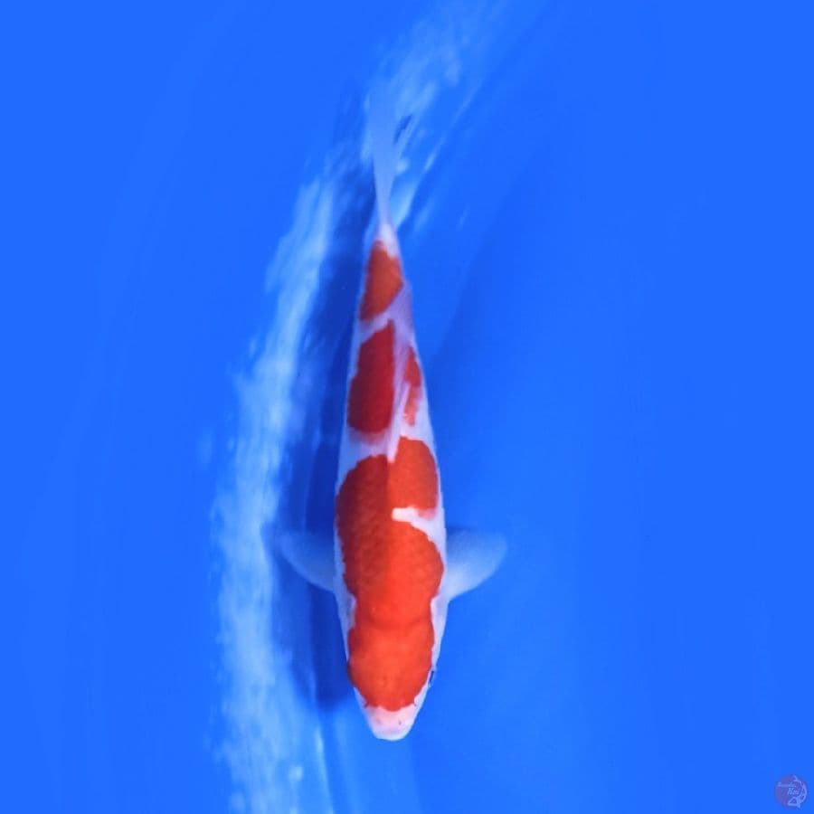 KOHAKU 25.Cm