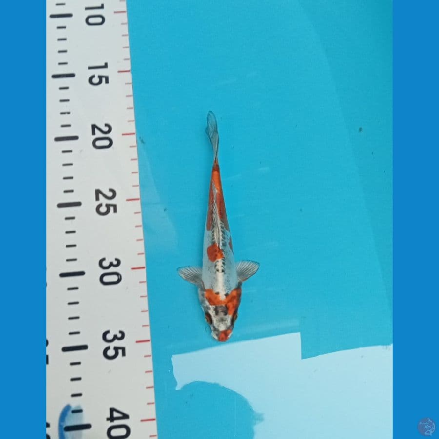Kikokuryu HQ 15cm™