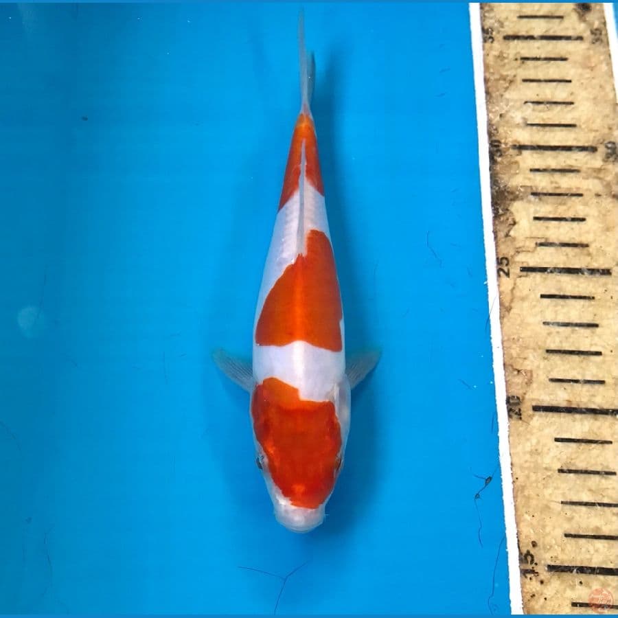 kohaku doitsu 17cm