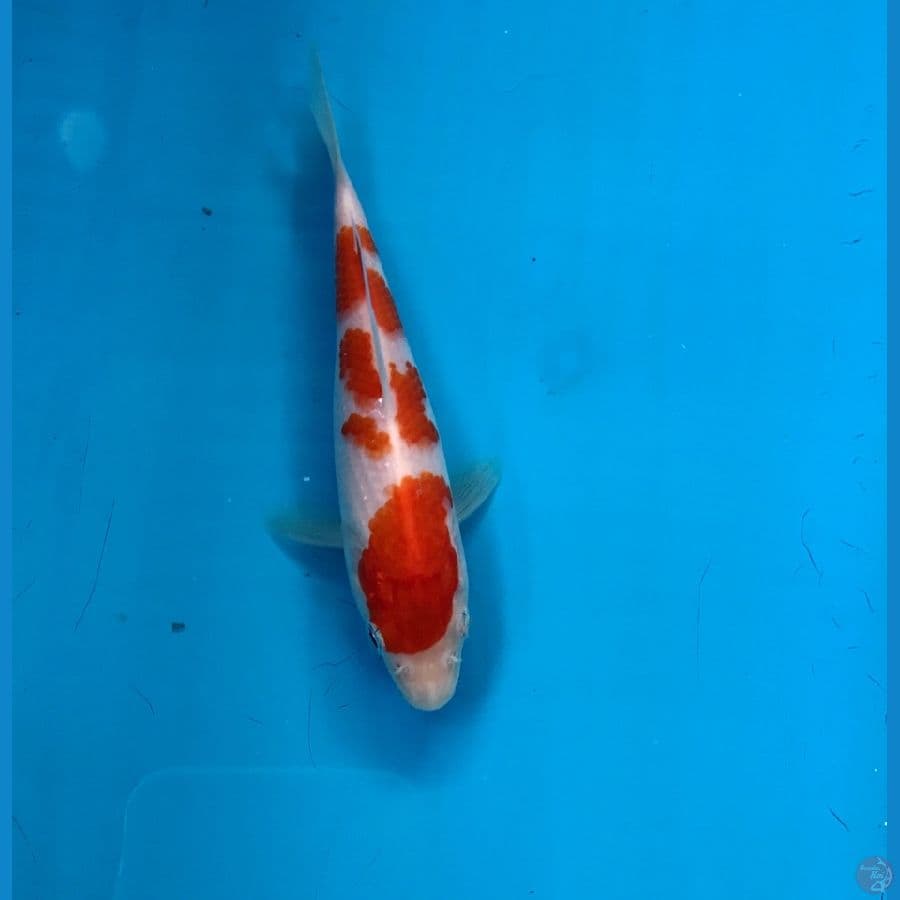 kohaku doitsu 13cm
