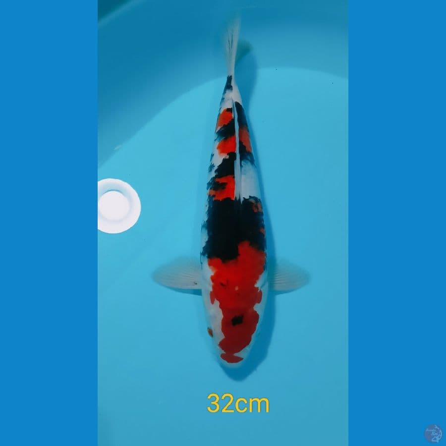 SANKE 32CM MALE