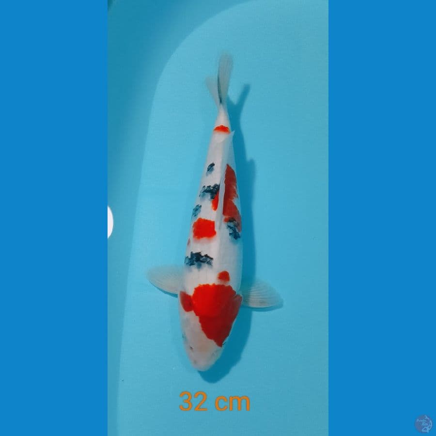 SANKE 32CM MALE