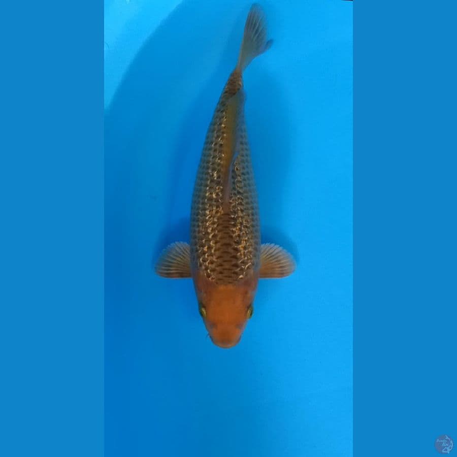 CARAMEL GINRIN 25CM MALE