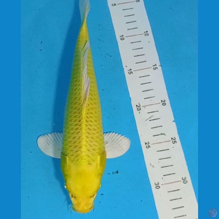 Male 27cm (kepala bersih tanpa noda )