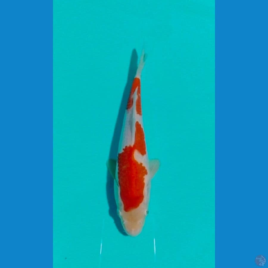 kohaku 21cm