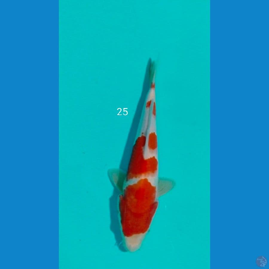 kohaku 25cm