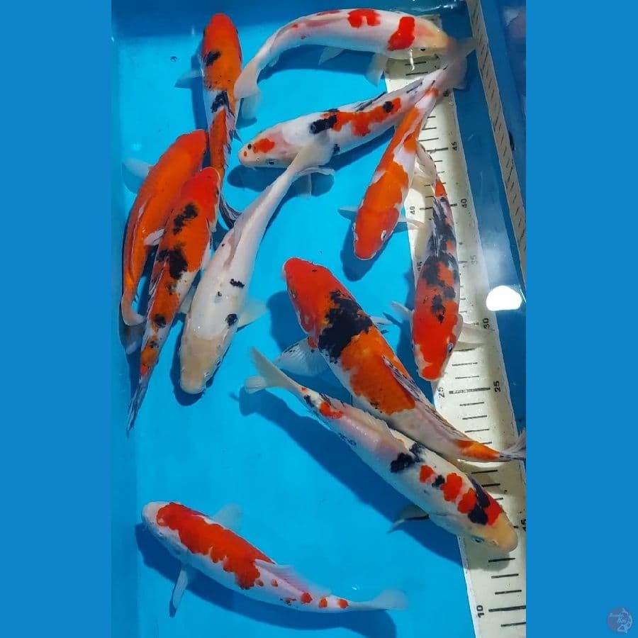 KOHAKU SANKE 19-25 CM