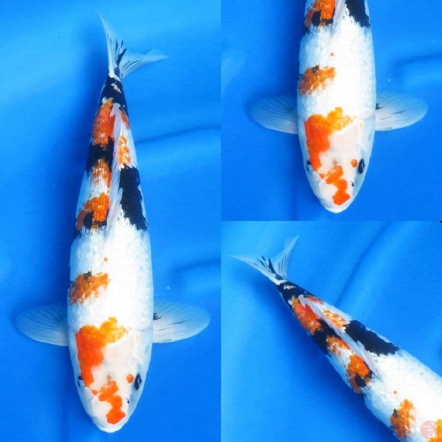 43cm , Jumbo Showa