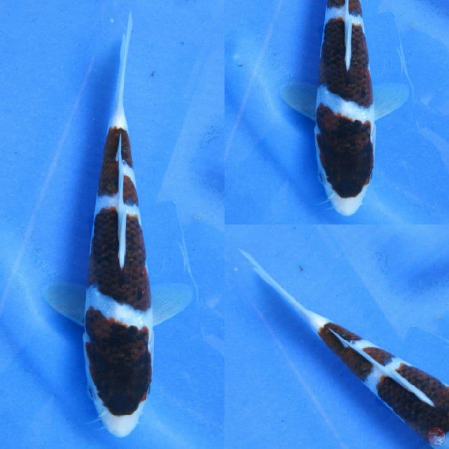 20cm, koromo Sq 