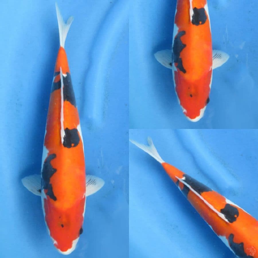 40cm+- , Doitsu Murni