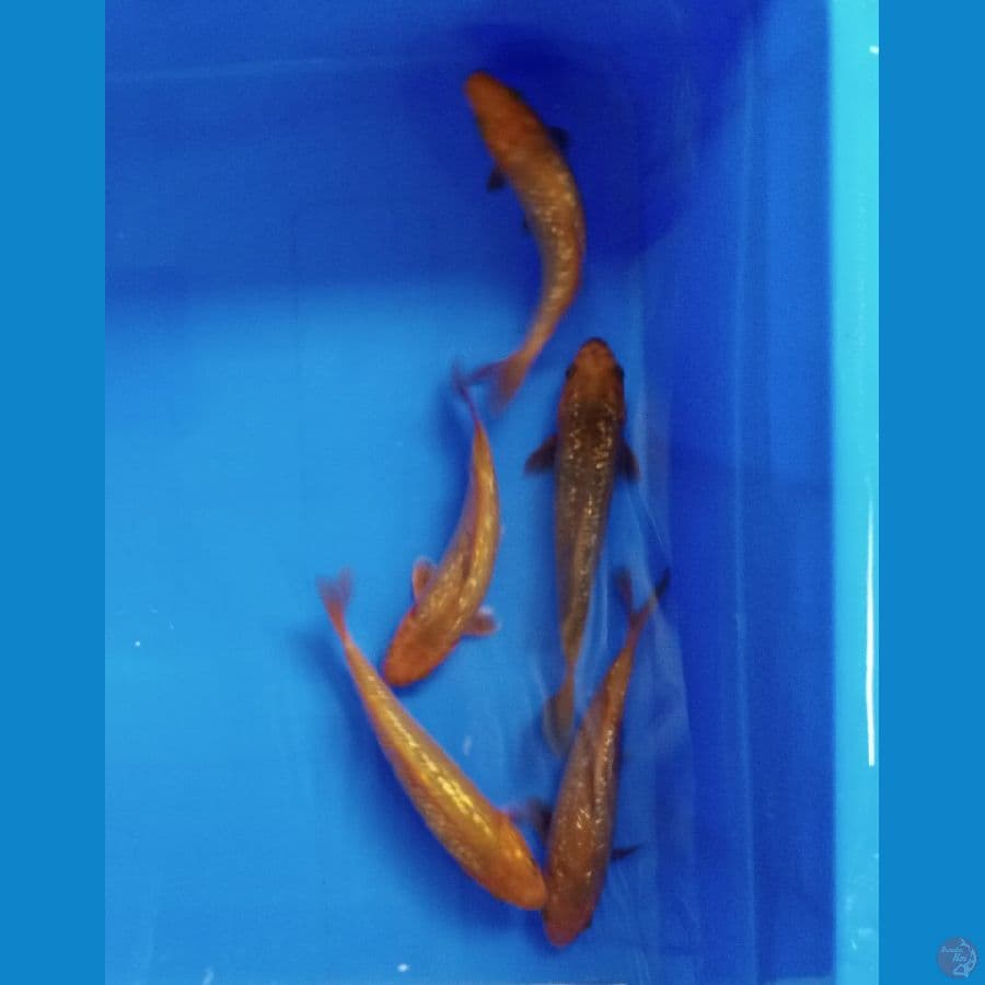paket cagoi gin 14