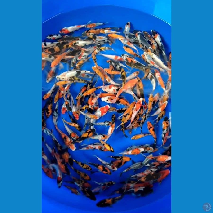 Showa 8-15cm 180 ekor