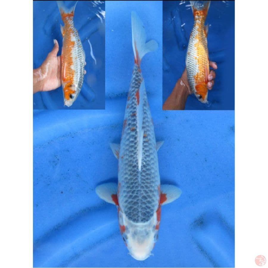 35cm , Asagi Male 