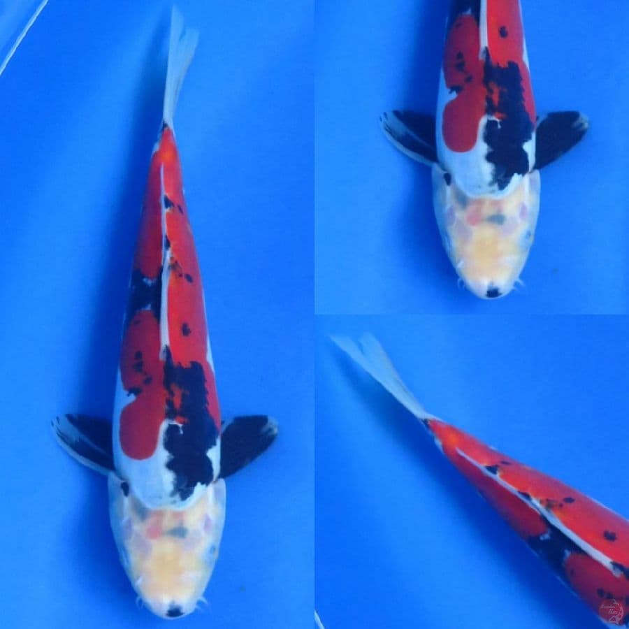 27cm , Male Doitsu Murni 