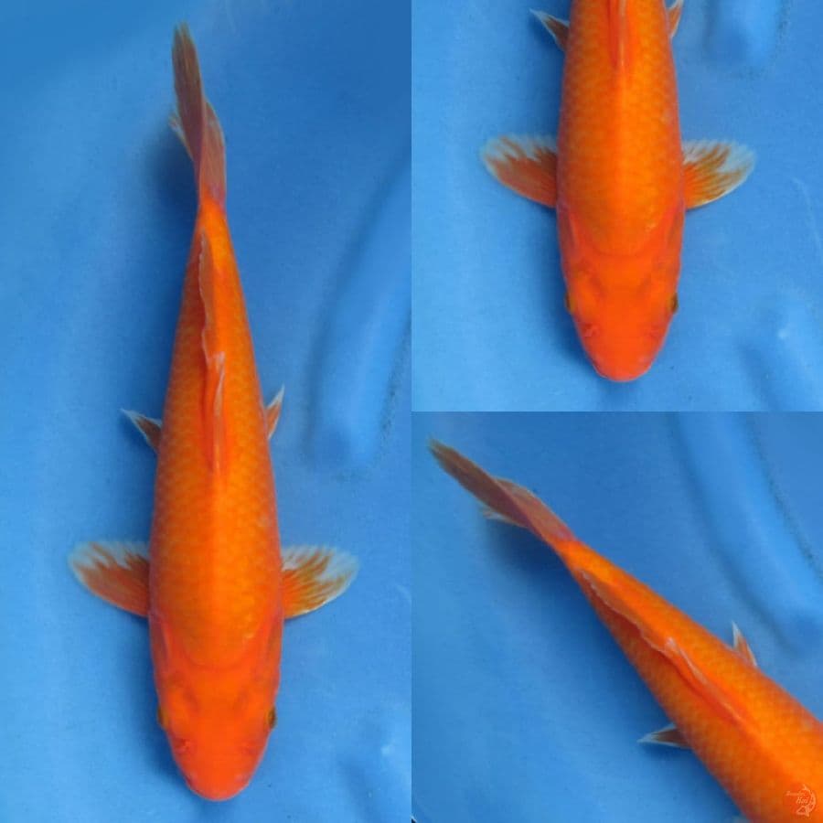 35cm jantan benigoi bersih