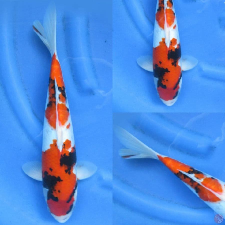 40cm ,Nidan Showa Evo
