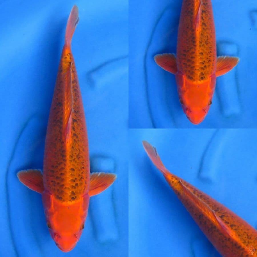 50cm , F1 Matsuba Male