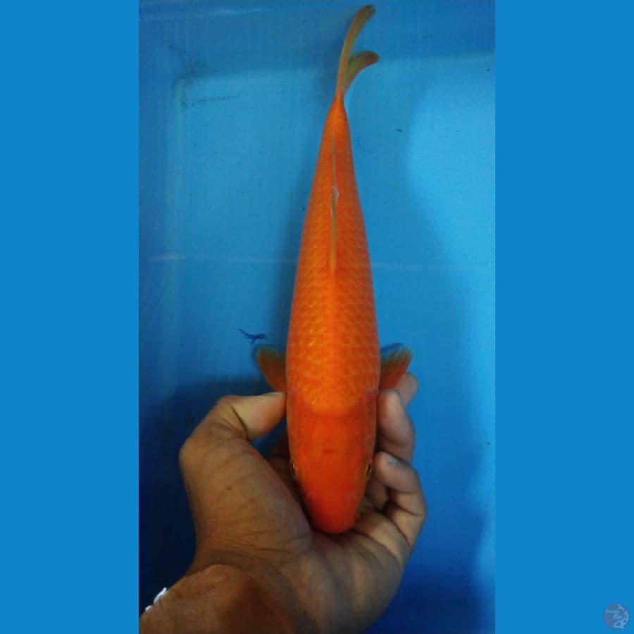 RED KARASI