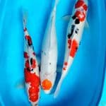 sanke Female 50 58 59 cm 