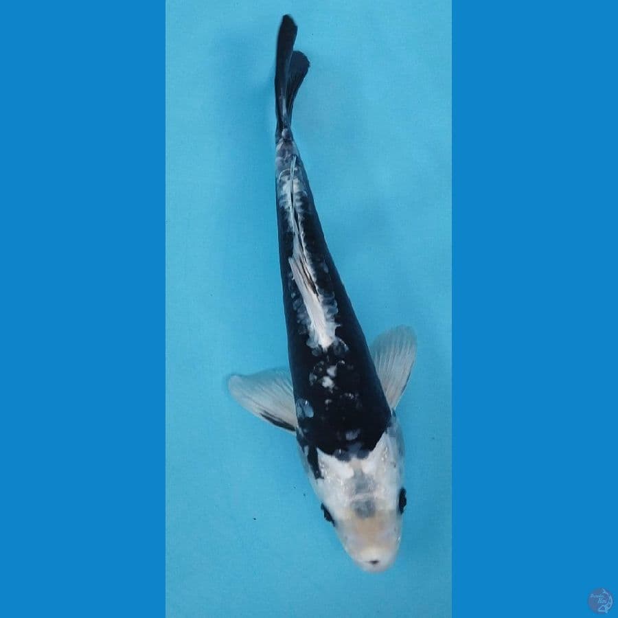 kawarimono hikarii 33cm