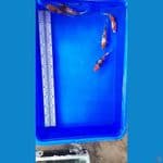 showa 12-13cm
