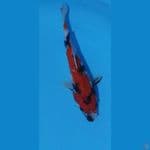 showa 29cm