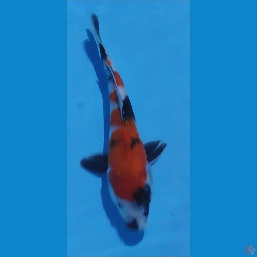 showa 28cm