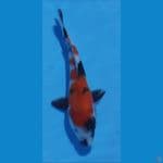 showa 28cm