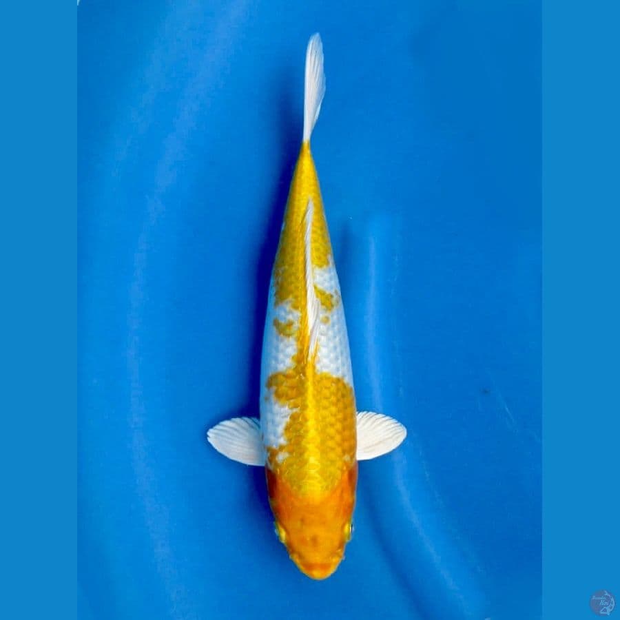 33cm - hariwake bersih 